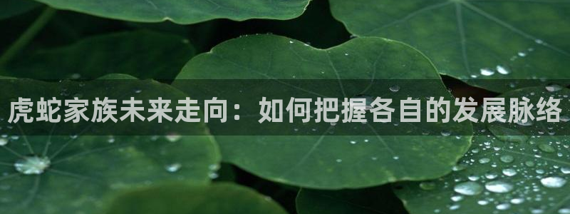 杏鑫娱乐体育凯捷代理注册：虎蛇家族未来走向：如何把握各自的发展脉络